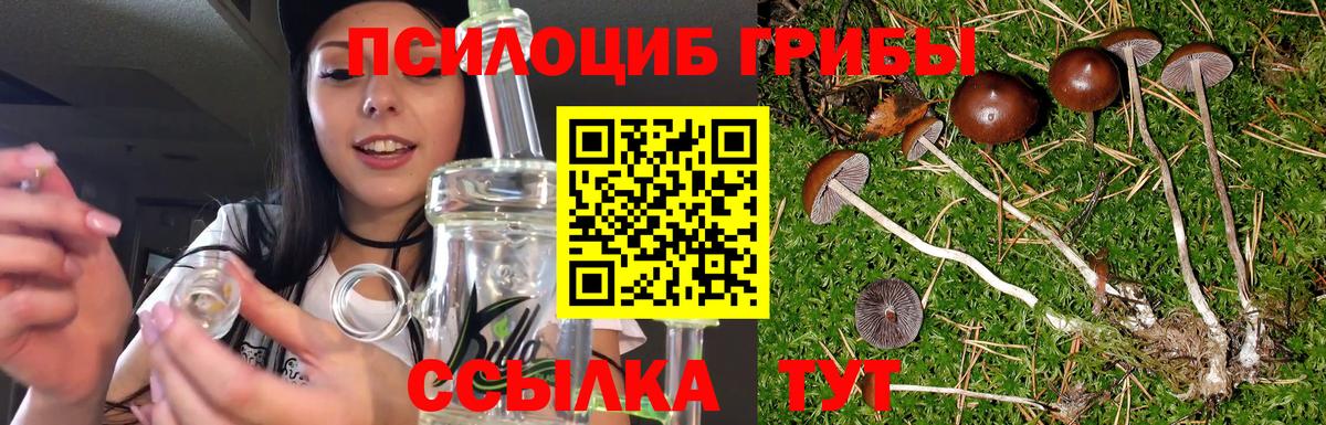 Галлюциногенные грибы Psilocybe Коломна